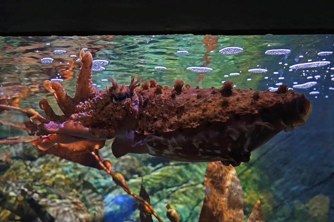 พิพิธภัณฑ์สัตว์น้ำ SEA LIFE เมลเบิร์น